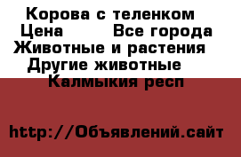 Корова с теленком › Цена ­ 69 - Все города Животные и растения » Другие животные   . Калмыкия респ.